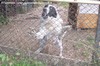 Cani da guardia - CHEN